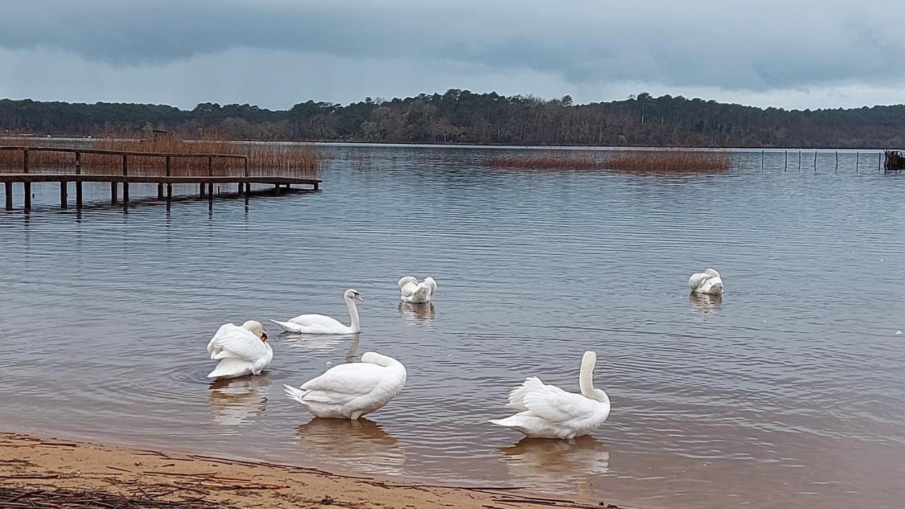 T2, 50M Du Lac, Piscine, Wifi, Jardin Terrasse Sans Vis-A-Vis, 1 A 4 Pers Aureilhan  Exterior foto